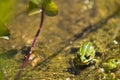 Polish fauna: little green frog in pond Royalty Free Stock Photo