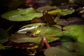 Polish fauna: little green frog in pond Royalty Free Stock Photo