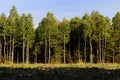 Polish forest Royalty Free Stock Photo
