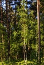 Polish forest Royalty Free Stock Photo