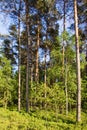 Polish forest Royalty Free Stock Photo