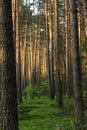 Polish forest Royalty Free Stock Photo