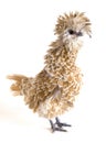 Polish Frizzle Chicken Royalty Free Stock Photo