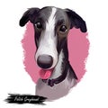 Polish Greyhound dog portrait isolated on white. Digital art illustration hand drawn dog for web, t-shirt print and puppy food Royalty Free Stock Photo