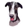 Polish Greyhound dog portrait isolated on white. Digital art illustration hand drawn dog for web, t-shirt print and puppy food Royalty Free Stock Photo