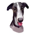 Polish Greyhound dog portrait isolated on white. Digital art illustration hand drawn dog for web, t-shirt print and puppy food Royalty Free Stock Photo