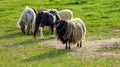 Polish heath sheep with a black head and light woolly fur stands on a green meadow together with small checkered ponies .