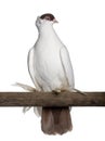 Polish helmet or Kryska Polska is a fancy pigeon Royalty Free Stock Photo