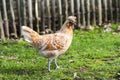 A Polish hen with a crest on her head walking in the garden Royalty Free Stock Photo