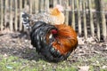 A Polish hen with a crest on her head walking in the garden Royalty Free Stock Photo