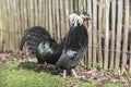 A Polish hen with a crest on her head walking in the garden Royalty Free Stock Photo
