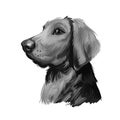 Polish Hound dog portrait isolated on white. Digital art illustration of hand drawn dog for web, t-shirt print and puppy food Royalty Free Stock Photo