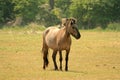 Polish Konik horse Royalty Free Stock Photo