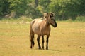 Polish Konik horse