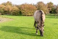 Polish Konik horse grazing on green meadows, wild Teasel plants tangled in its thick mane Royalty Free Stock Photo