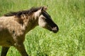 Polish Konik - young brown pony walking on pasture Royalty Free Stock Photo