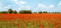 Polish landscape, poppies in the field, panorama