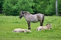 Polish little wild horses  i.e tarpans mare and foals in its natural environment. Royalty Free Stock Photo