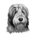 Polish Lowland Sheepdog dog portrait isolated. Digital art illustration of hand drawn dog for web, t-shirt print, puppy food cover
