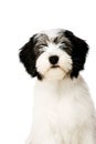 Polish Lowland Sheepdog isolated on a white background Royalty Free Stock Photo