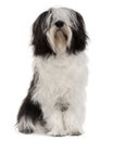 Polish Lowland Sheepdog, sitting