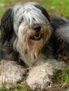 Polish Lowland Sheepdog sitting on a wooden bench in the street and showing pink tongue. Portrait of a black white dog Royalty Free Stock Photo