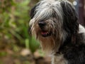 Polish Lowland Sheepdog sitting on a wooden bench in the street and showing pink tongue. Portrait of a black white dog Royalty Free Stock Photo