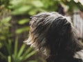 Polish Lowland Sheepdog sitting on a wooden bench in the street and showing pink tongue. Portrait of a black white dog Royalty Free Stock Photo