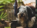 Polish Lowland Sheepdog sitting on a wooden bench in the street and showing pink tongue. Portrait of a black white dog Royalty Free Stock Photo