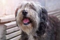 Polish Lowland Sheepdog sitting on a wooden bench in the street and showing pink tongue. Portrait of a black white dog Royalty Free Stock Photo