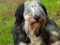 Polish Lowland Sheepdog sitting on a wooden bench in the street and showing pink tongue. Portrait of a black white dog Royalty Free Stock Photo