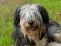 Polish Lowland Sheepdog sitting on a wooden bench in the street and showing pink tongue. Portrait of a black white dog Royalty Free Stock Photo