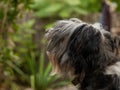 Polish Lowland Sheepdog sitting on a wooden bench in the street and showing pink tongue. Portrait of a black white dog Royalty Free Stock Photo