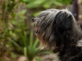 Polish Lowland Sheepdog sitting on a wooden bench in the street and showing pink tongue. Portrait of a black white dog Royalty Free Stock Photo