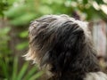 Polish Lowland Sheepdog sitting on a wooden bench in the street and showing pink tongue. Portrait of a black white dog Royalty Free Stock Photo