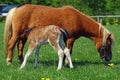 Polish miniature horse mare feeding her foal Royalty Free Stock Photo