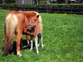 Polish miniature horse mare feeding her foal Royalty Free Stock Photo