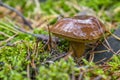 Polish mushroom of the Borovik or Mokhovik genus. Boletus badius