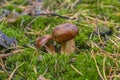 Polish mushroom of the Borovik or Mokhovik genus. Boletus badius