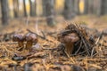 Polish mushroom of the Borovik or Mokhovik genus. Boletus badius