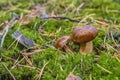 Polish mushroom of the Borovik or Mokhovik genus. Boletus badius