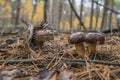 Polish mushroom of the Borovik or Mokhovik genus. Boletus badius