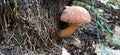 Polish mushroom Imleria badia brown