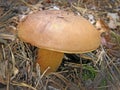 Polish mushroom Imleria badia.