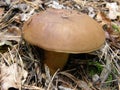 Polish mushroom Imleria badia.