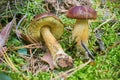 Polish mushroom (Boletus badius), one of the edible mushrooms