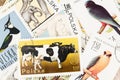 Polish Postage Stamps with Animals