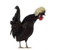 Polish Rooster crowing Royalty Free Stock Photo