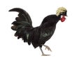 Polish Rooster crowing