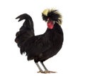 Polish Rooster looking down against White background